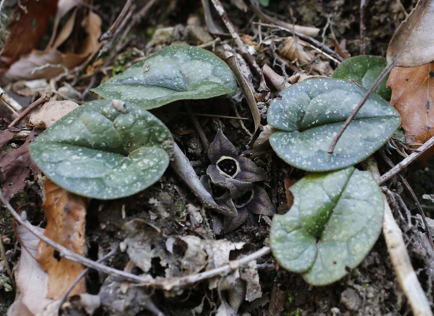 Image of Asarum rigescens var. brachypodion T. Sugaw.