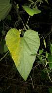 Plancia ëd Aristolochia kaempferi Willd.