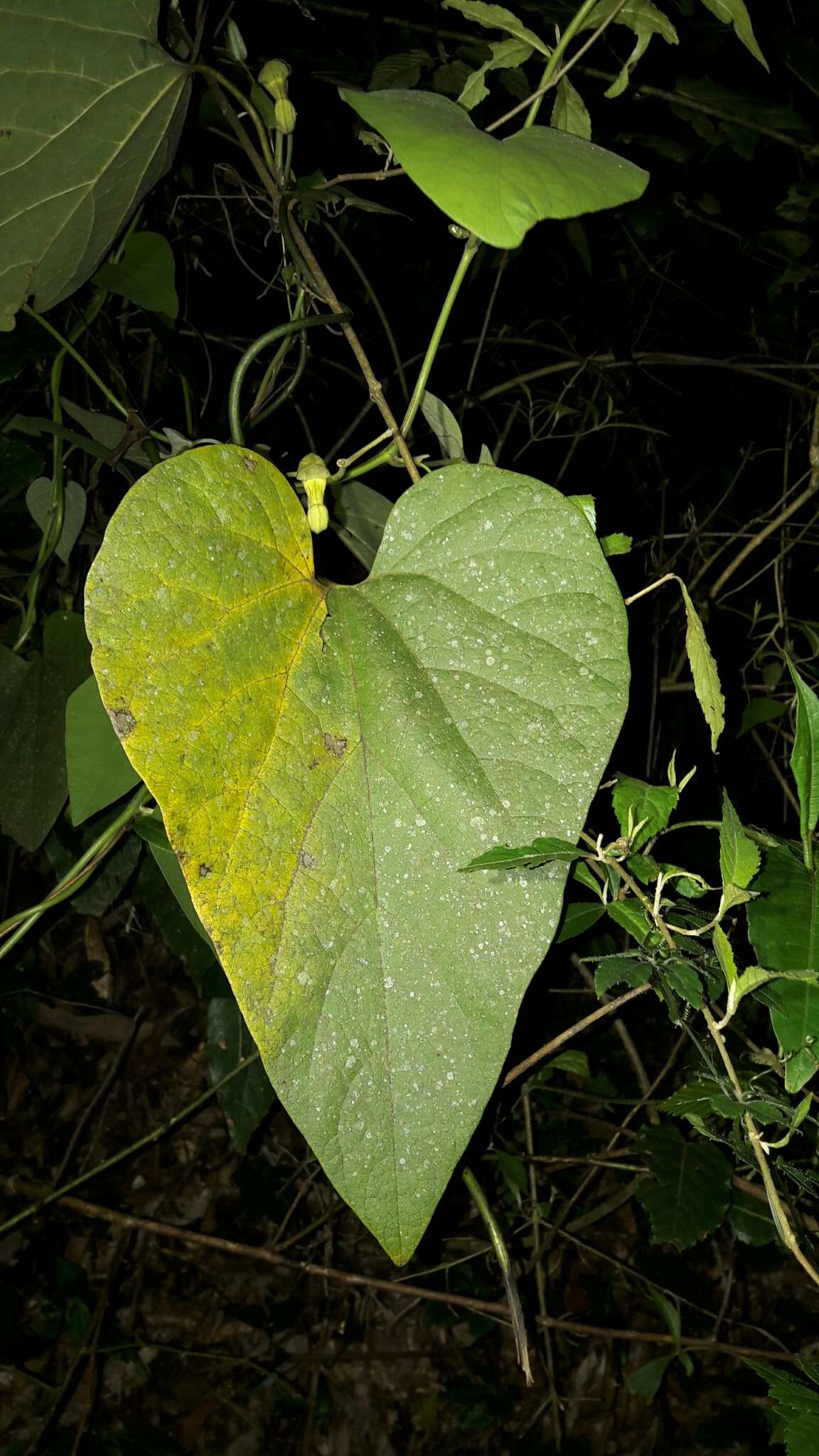 Image de Aristolochia kaempferi Willd.