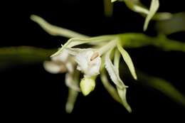 Image of crow orchid