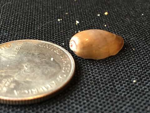 Image of snake's head cowry