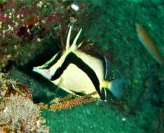 Image of Scythe butterflyfish