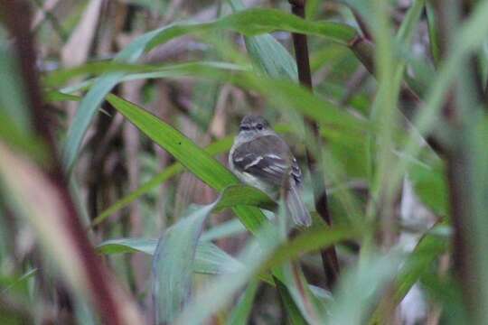 Image of Olive-chested Flycatcher