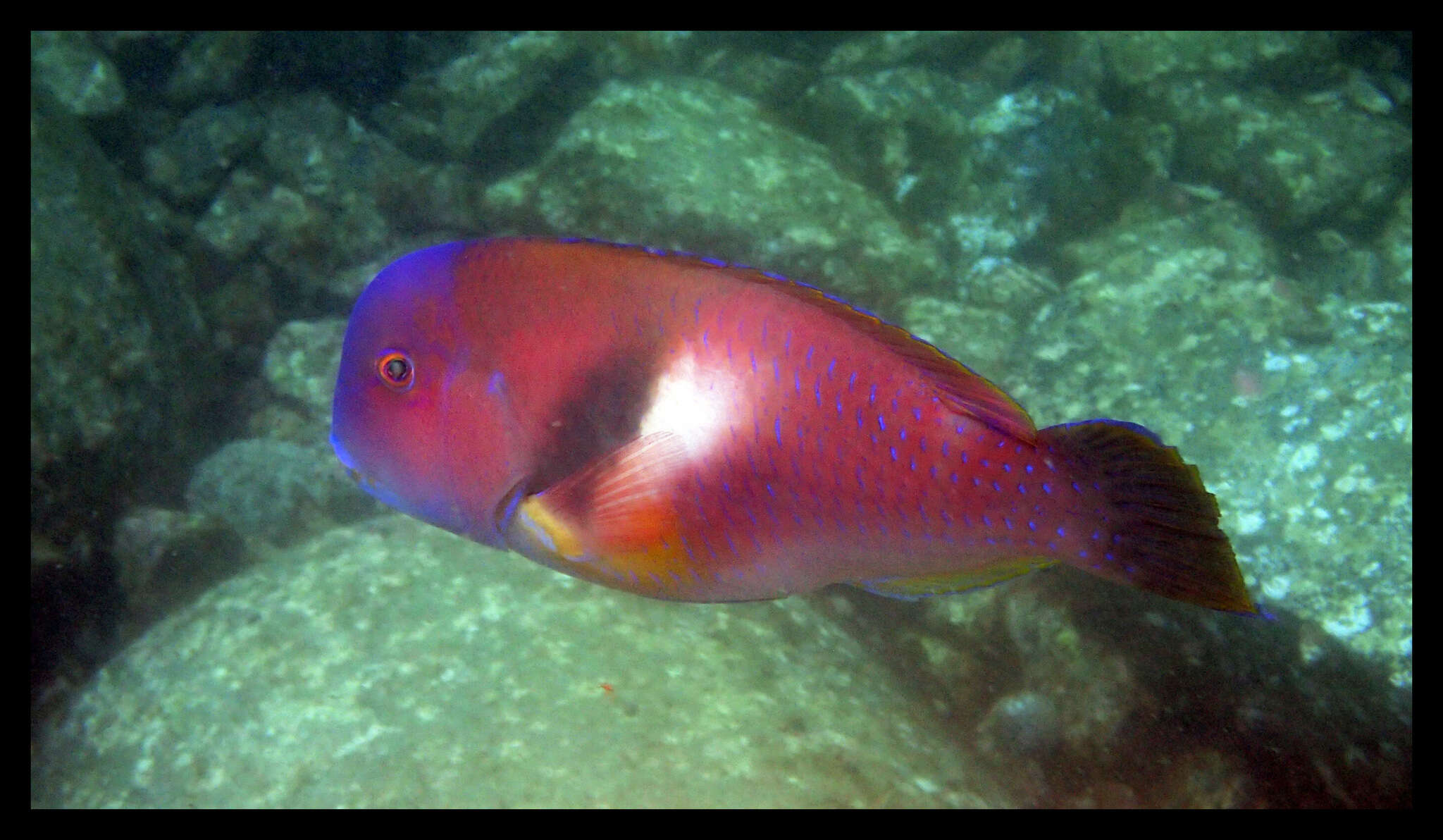 Image of Scarbreast Tuskfin