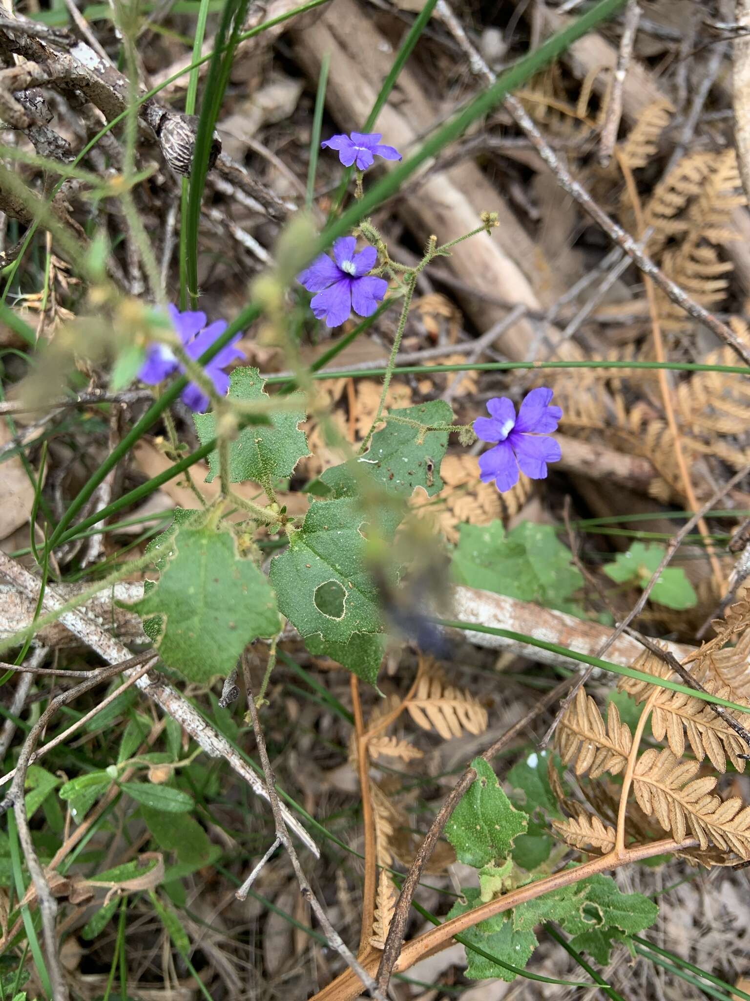 Image of Dampiera hederacea R. Br.