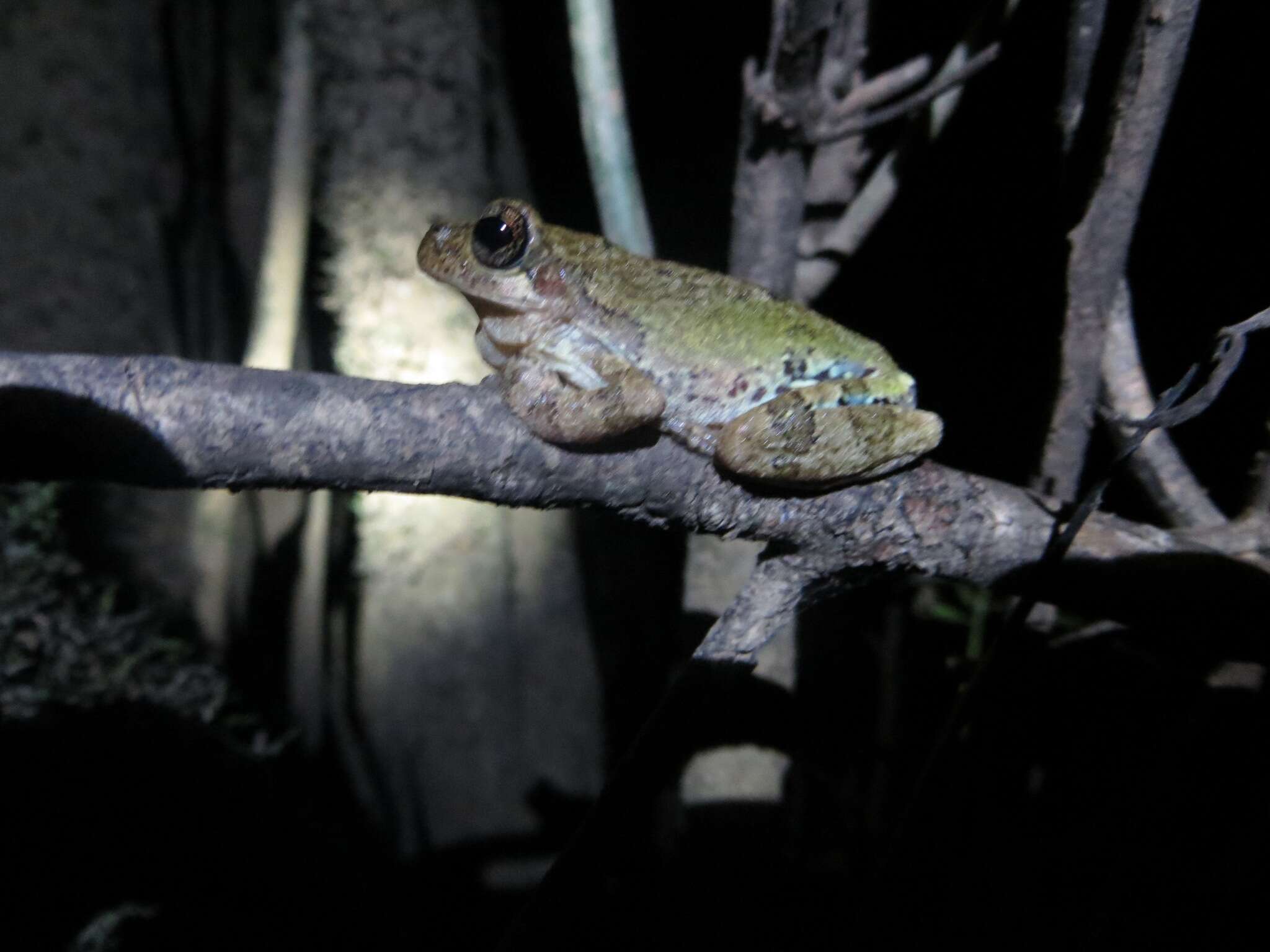 Image of Bird-voiced Treefrog