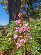 Imagem de Dipodium campanulatum D. L. Jones