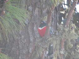 Image of Mountain Trogon