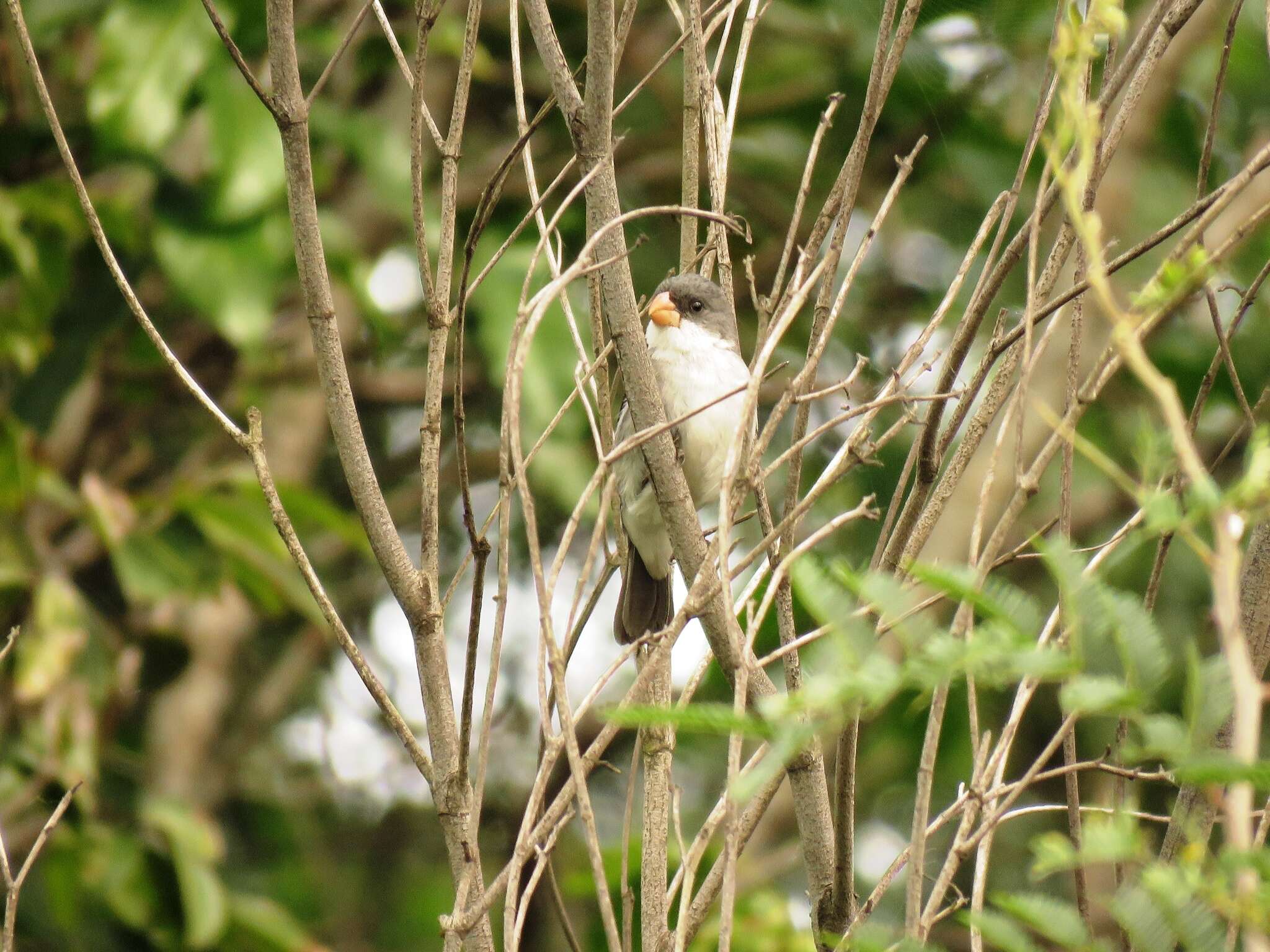 صورة Sporophila leucoptera (Vieillot 1817)