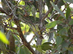 Image of Fairy Gerygone