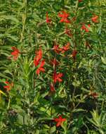 Image of royal catchfly