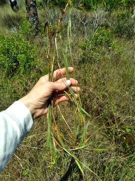 Image of Cypress Rosette Grass