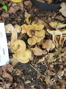 Pholiota angustipes (Peck) Sacc. 1887 resmi