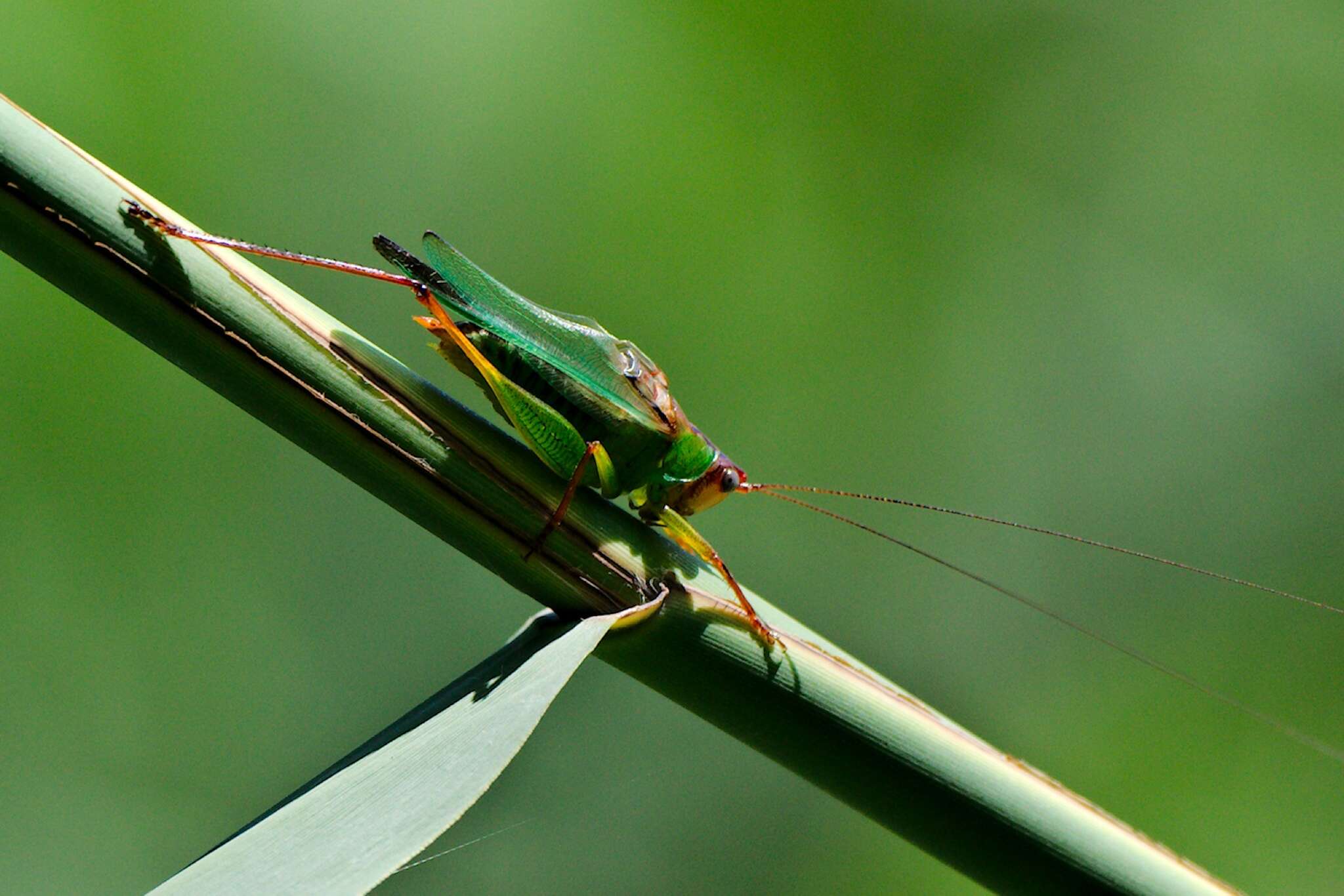 Image of Handsome Meadow Katydid