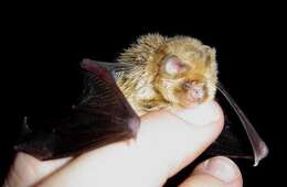 Image of African Trident Bat