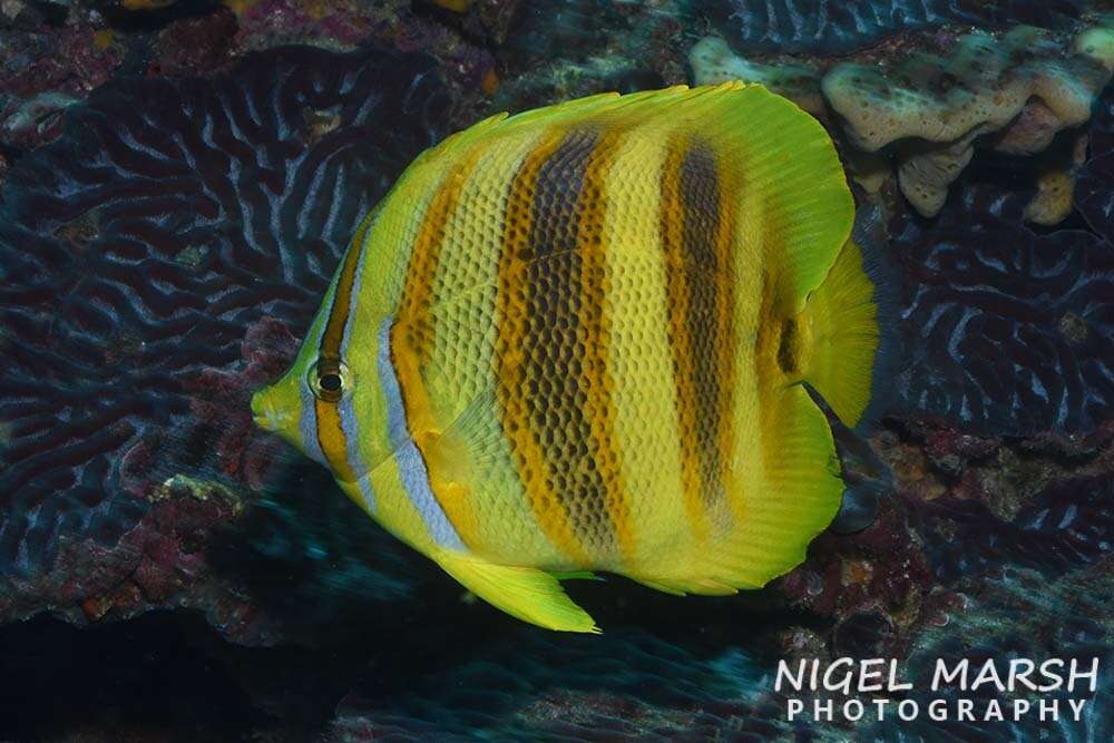 Image of Rainford's Butterflyfish