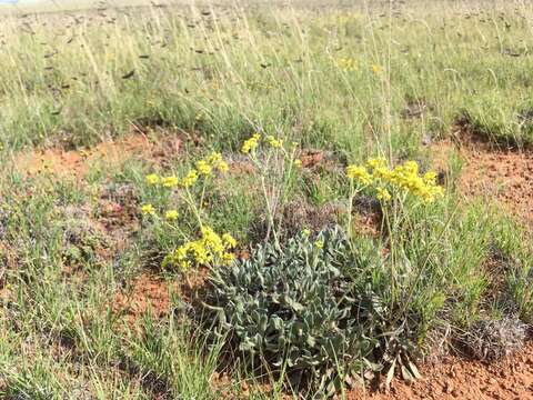 Image of Eriogonum hieracifolium Benth.