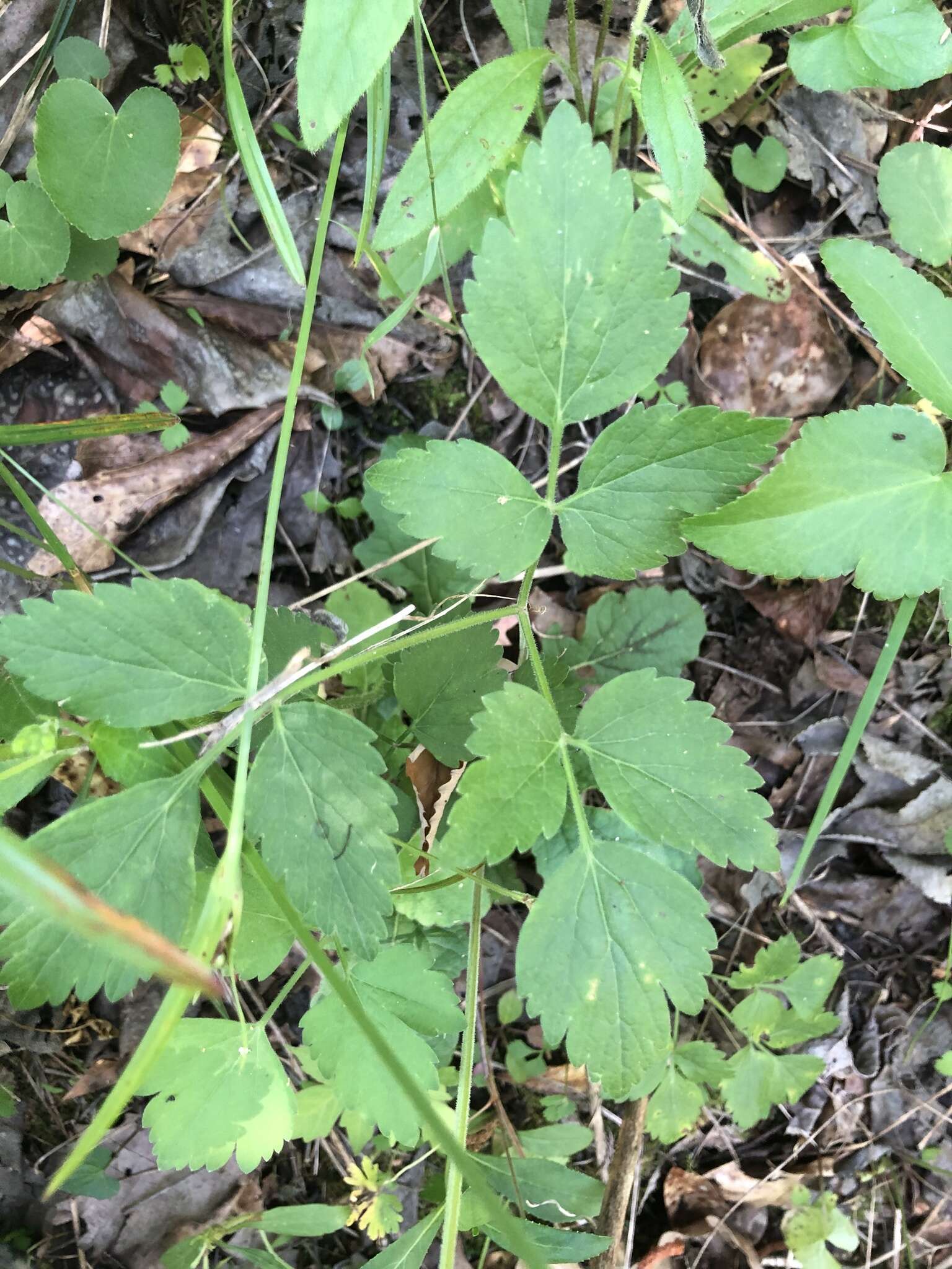 Image of hairyjoint meadowparsnip