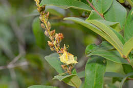 Image de Qualea multiflora Mart.