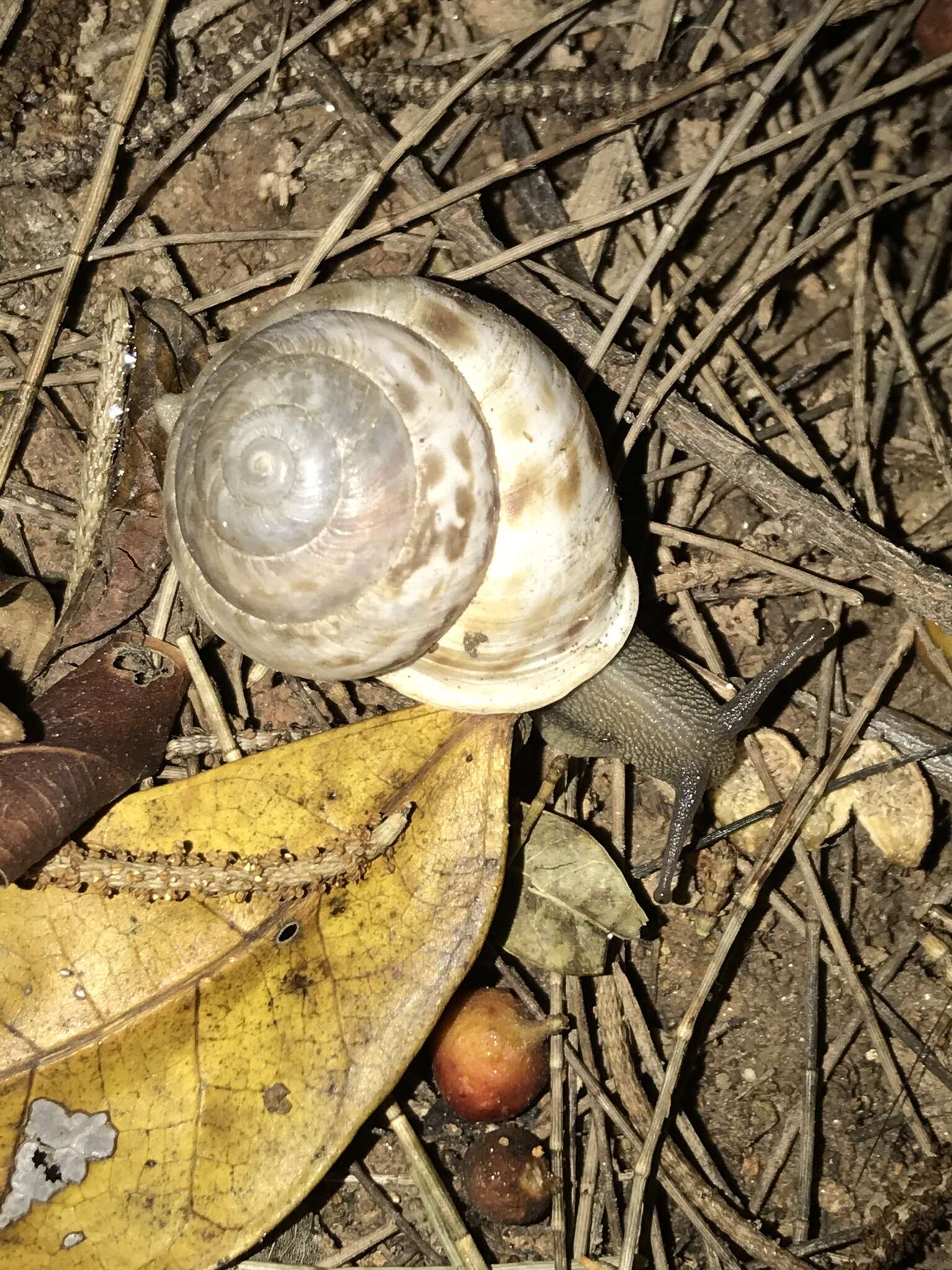 Image de Camaenella platyodon (L. Pfeiffer 1846)