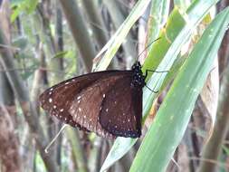 Euploea phaenareta pavettae Zink的圖片