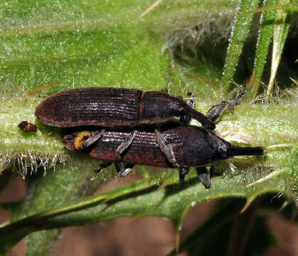 Слика од Lixus scolopax Boheman 1835