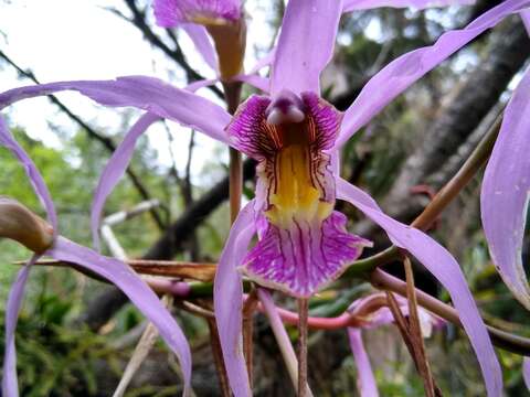 Image of Laelia superbiens Lindl.