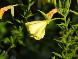 Imagem de Oenothera oehlkersii A. Kappus