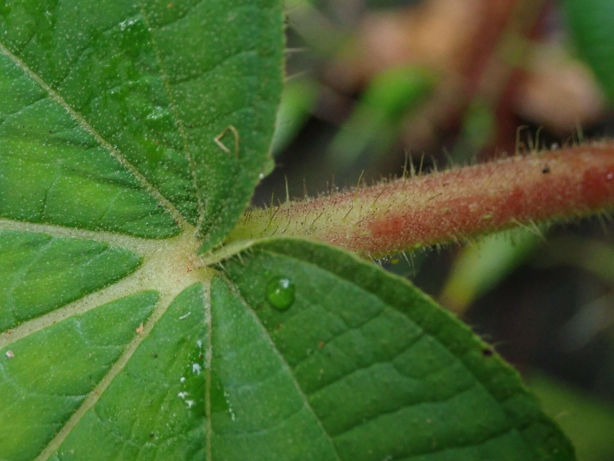 Image of Miconia umbellata (Mill.) Judd & Ionta