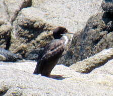 Image of Guanay Cormorant