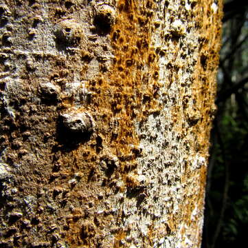 Ficus trichopoda Bak.的圖片