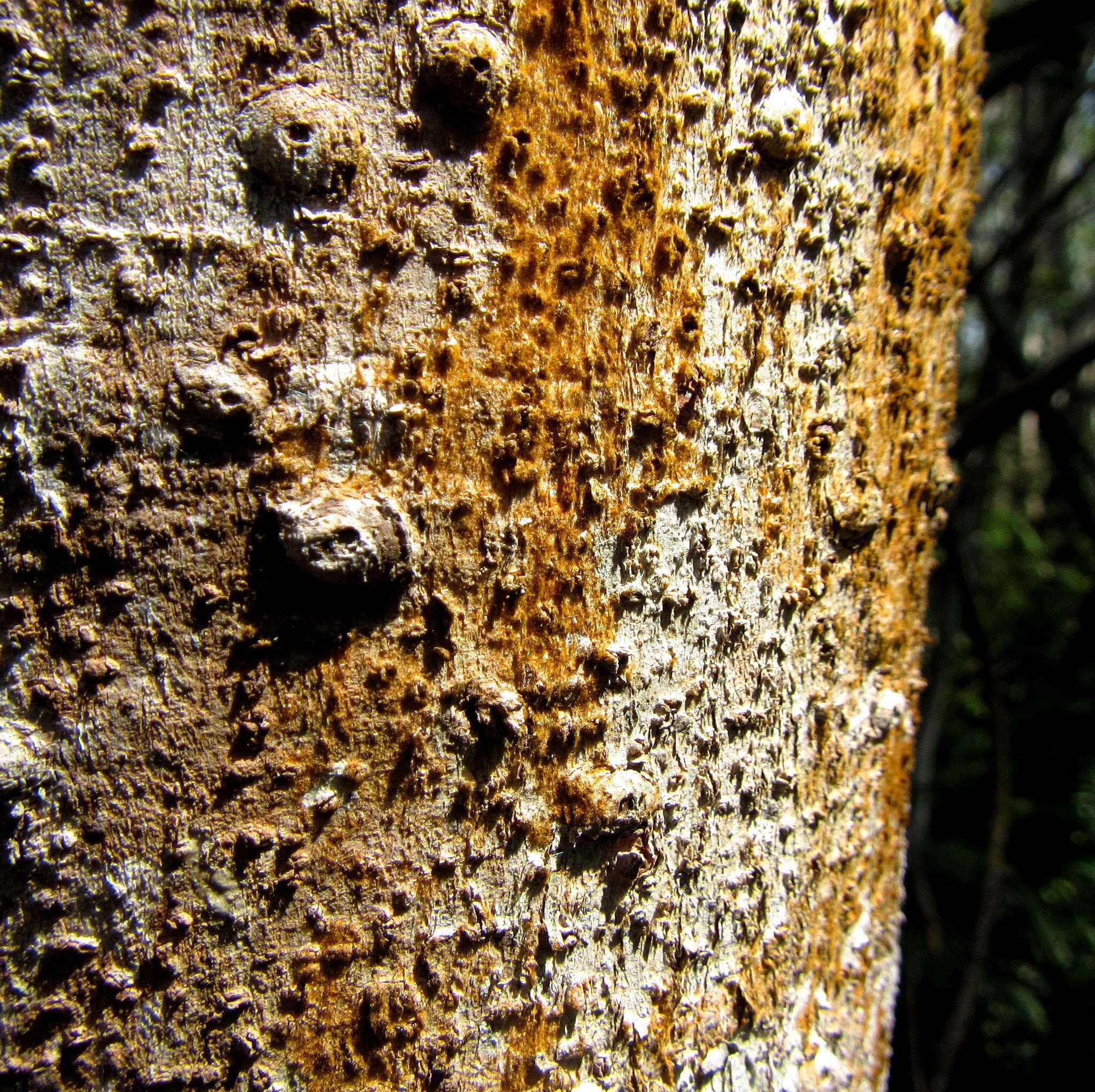 Image of Ficus trichopoda Bak.