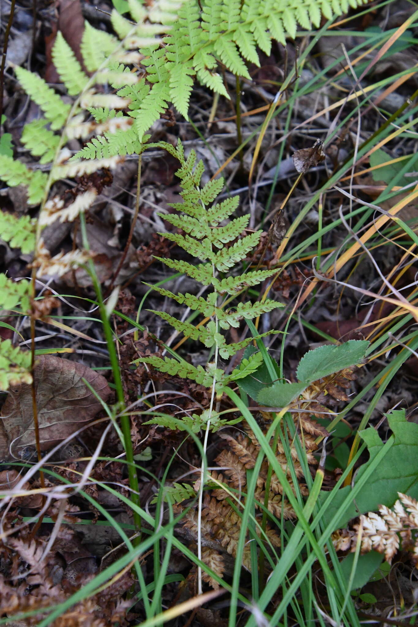 Image of Athyrium yokoscense (Franch. & Sav.) Christ