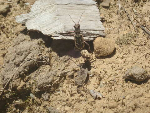 Image of Neocicindela latecincta (White 1846)