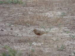 Image of Rufous-tailed Lark