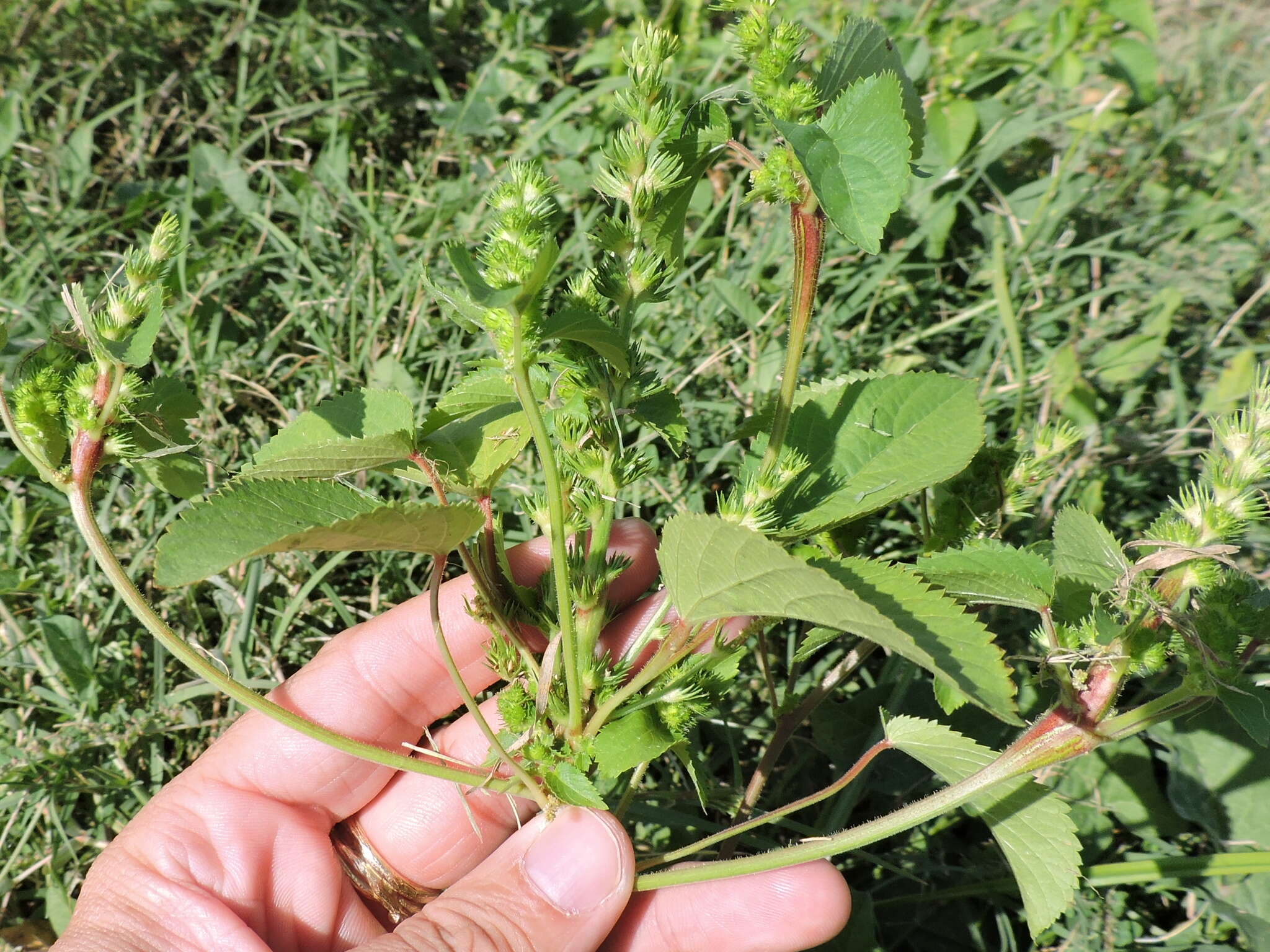 Imagem de Acalypha persimilis Müll. Arg.