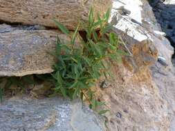 Image of Ficus cordata subsp. cordata