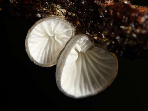 Image de Hohenbuehelia cyphelliformis (Berk.) O. K. Mill. 1986