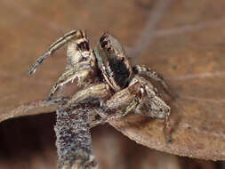 Image of Habronattus mexicanus (Peckham & Peckham 1896)