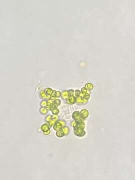 Image of Westella botryoides