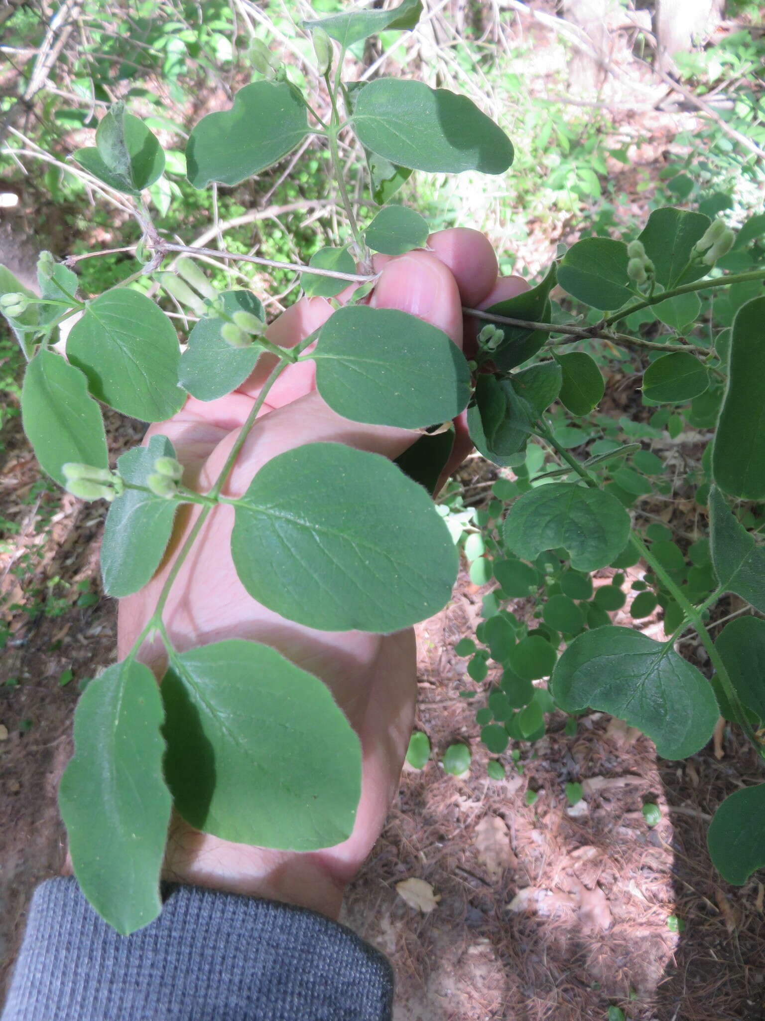 Image of dwarf honeysuckle