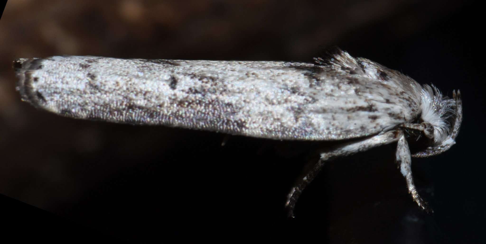 Image of Menestomorpha kimballi