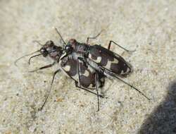 Image of Dune tiger beetle