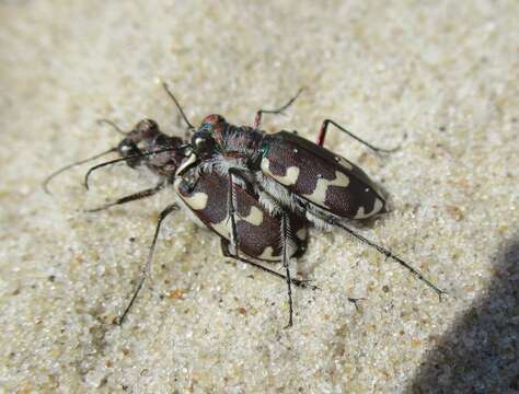 Image of Dune tiger beetle