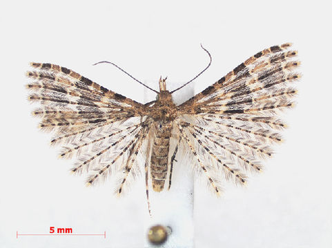 539.nllea rmnh ins 538528 dor 1336485620 jpg.580x360