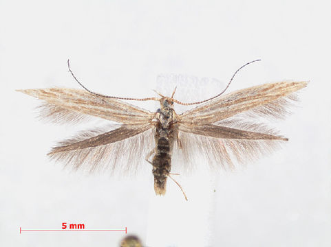 Image of <i>Coleophora therinella</i> Tengström 1847