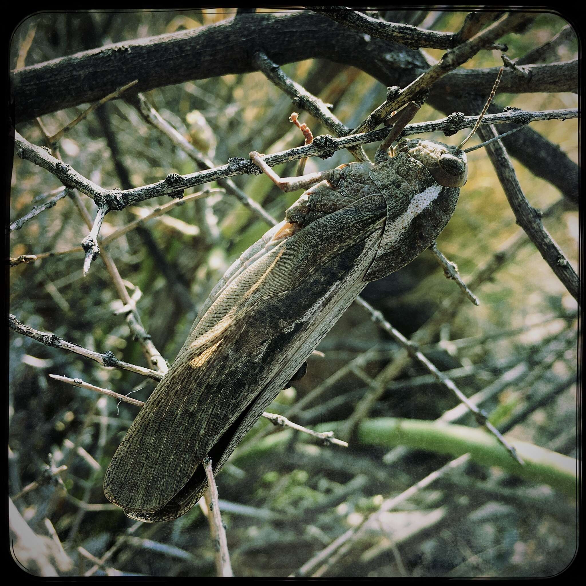 Image of Pagopedilum angusticornis (Dirsh 1958)