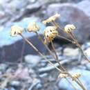 Image of Uinta ragwort