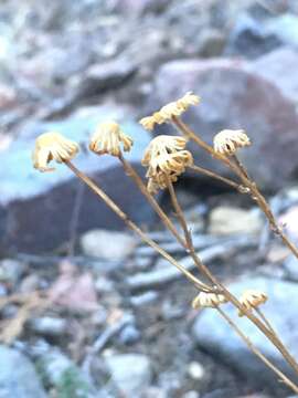 Image of Uinta ragwort