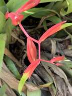 Billbergia iridifolia (Nees & Mart.) Lindl.的圖片